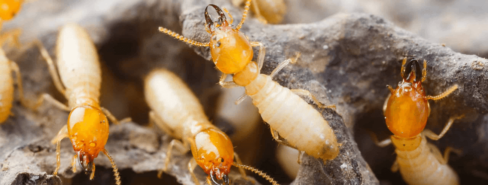 Termite control treatment by Sandy Soil Pest Control